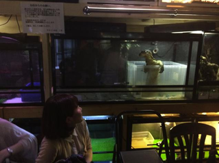 Illustration for article titled A Look Inside Japan's Reptile Cafes